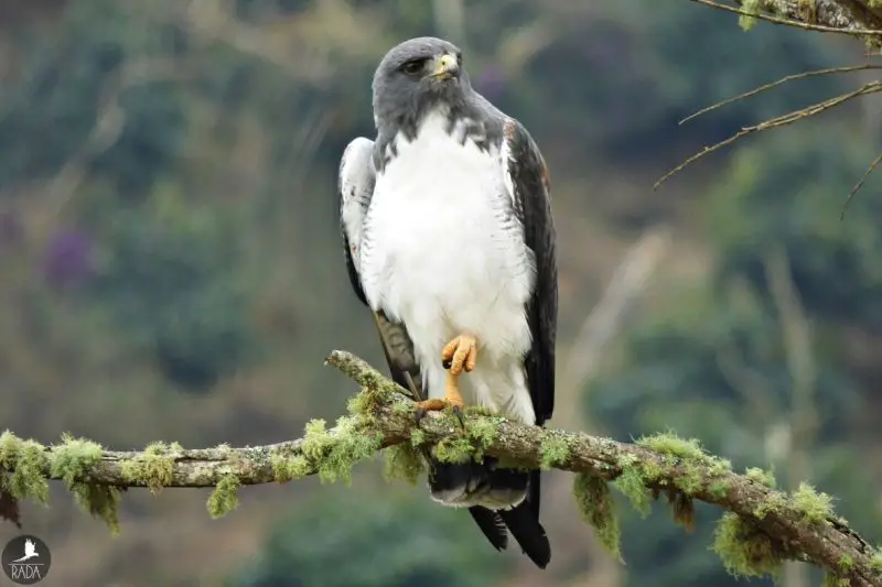 20 Hawks of North America and What’s on Their Menu