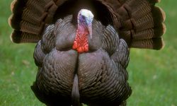The Life Cycle of a Wild Turkey: From Egg to Adult