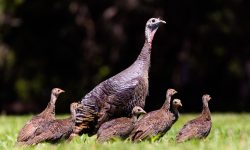 Wild Turkeys: Surprisingly Smart Birds with Hidden Talents
