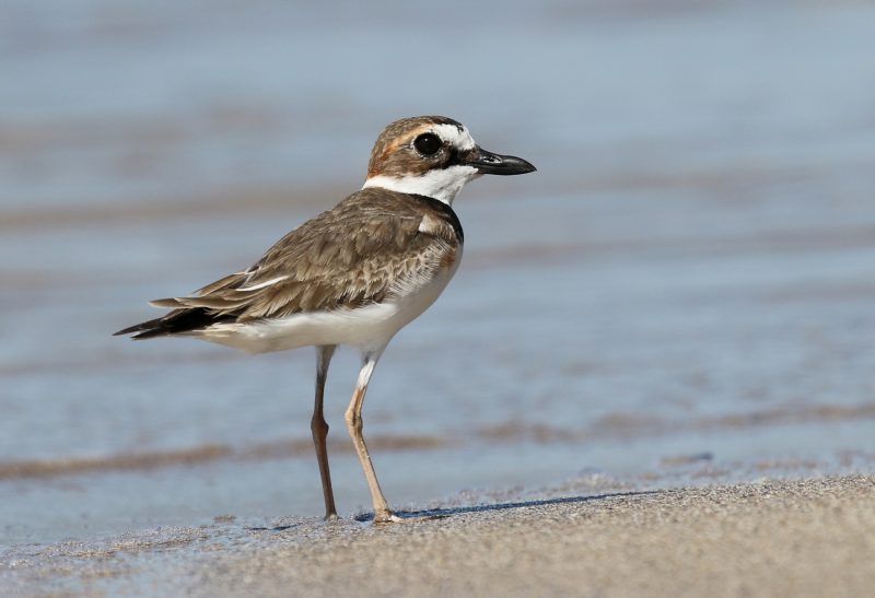 7 Types of Plovers in Michigan