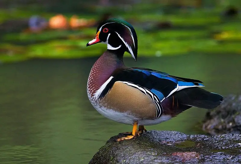 Ducks in Michigan