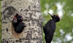 Woodpecker Development: From Egg to Forest Drummer