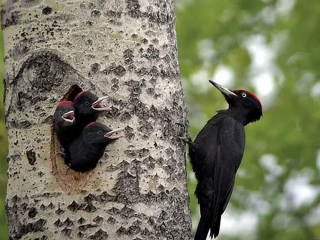 Woodpecker Development: From Egg to Forest Drummer