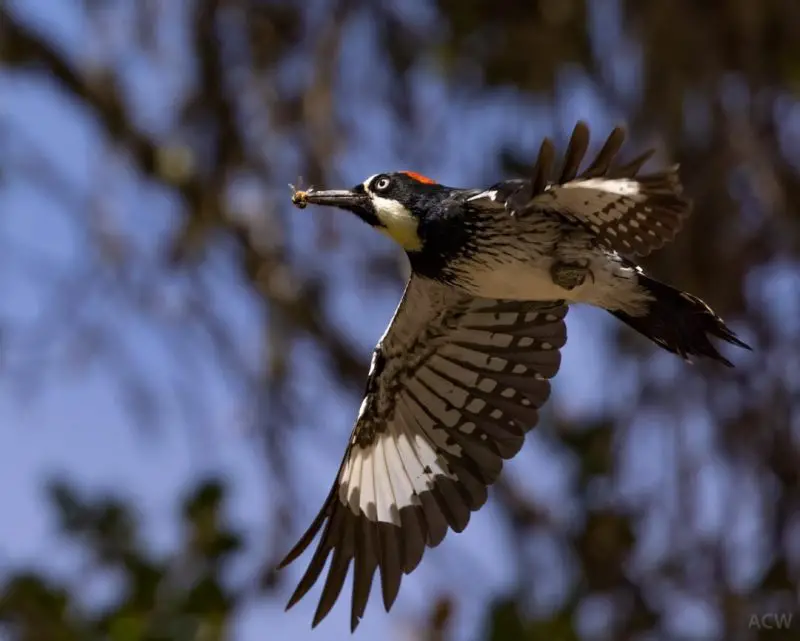 Woodpeckers Eat