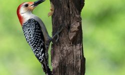 What Do Woodpeckers Eat? 10 Foods They Like Best