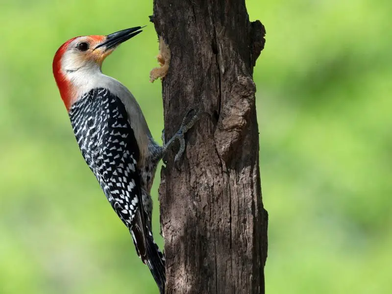 Woodpeckers Eat