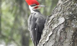Woodpeckers in Ohio: Facts, Calls, and Nesting Habits Explained