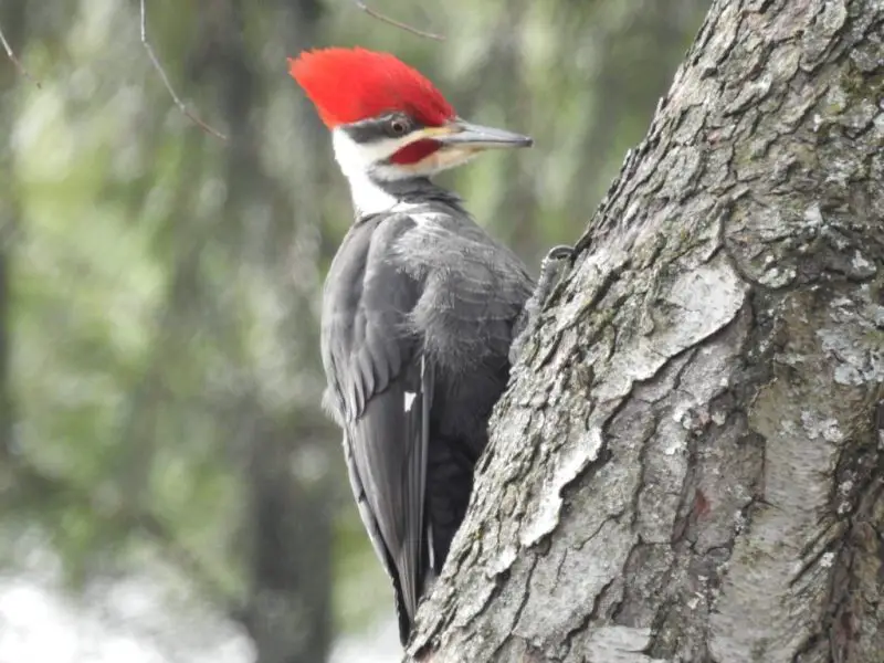 Woodpeckers in Ohio