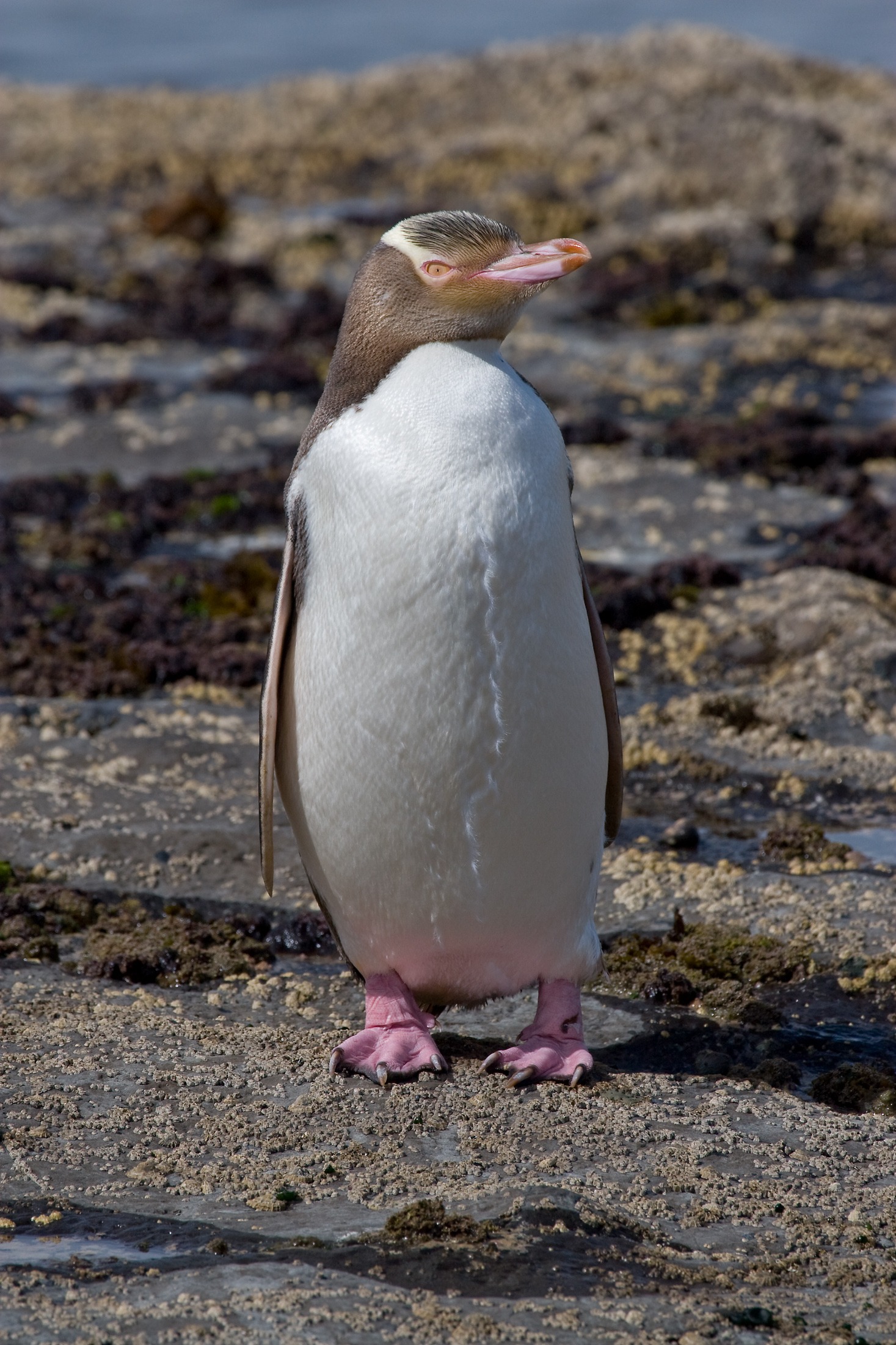 18 Species of Penguins in the World