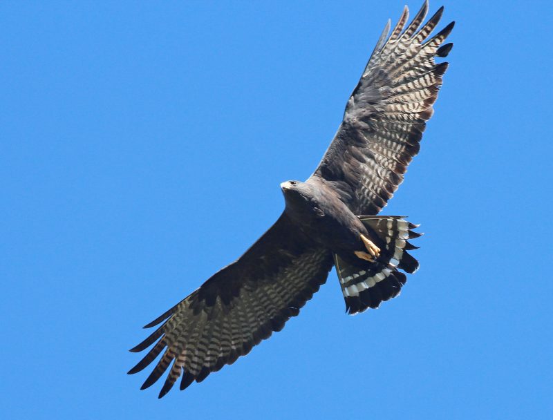 20 Hawks of North America and What’s on Their Menu