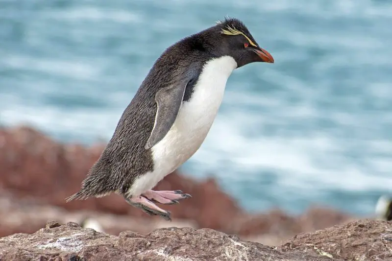 18 Species of Penguins in the World