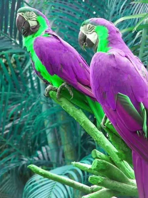 Top 5 Most Beautiful Purple Parrots in the World