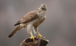Nebraska is a Hawk Hotspot!