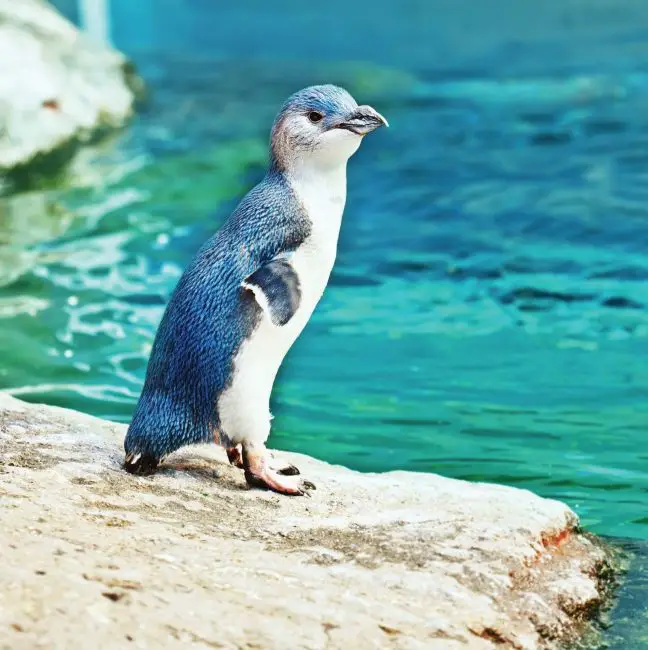 18 Species of Penguins in the World