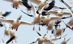 25 Remarkable Migratory Birds You Need to See (with pictures)