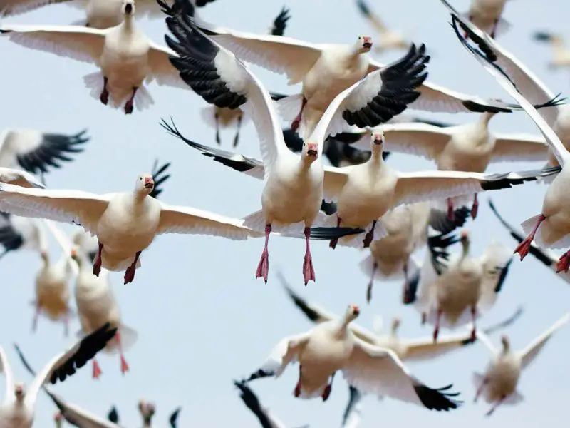 25 Remarkable Migratory Birds You Need to See