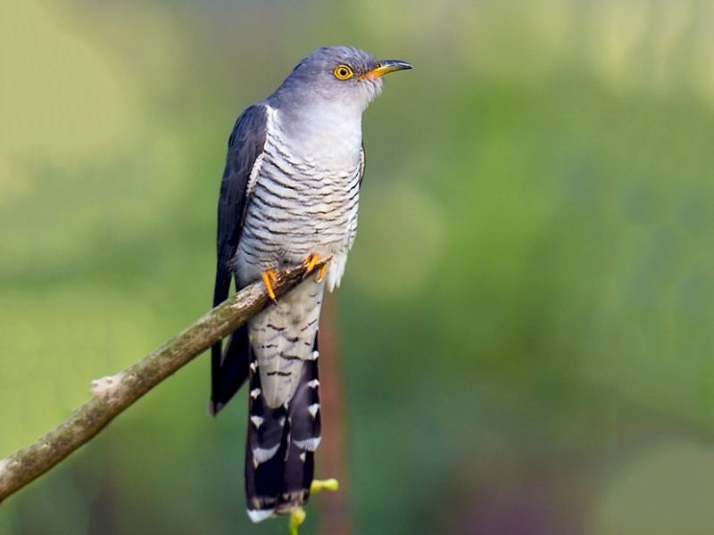 Why Is It Called a “Cuckoo”? Tracing the Name Behind the Call