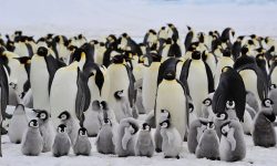 18 Species of Penguins in the World