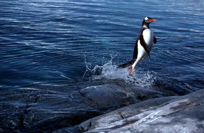 18 Species of Penguins in the World