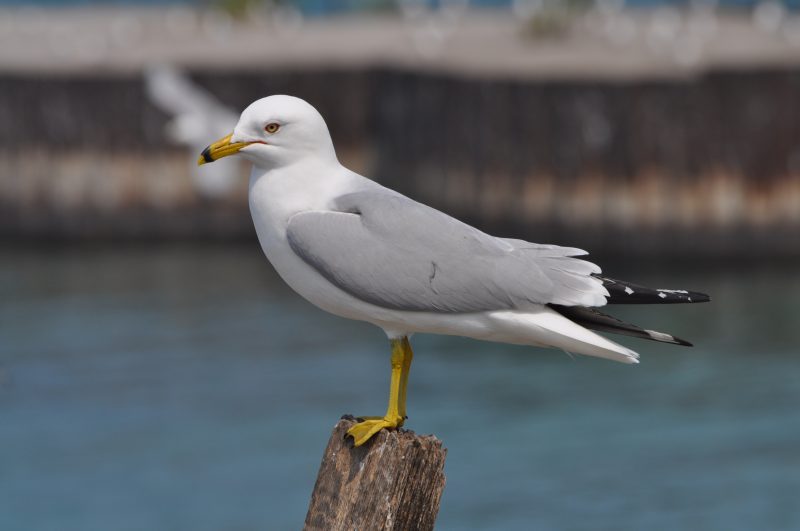 Birdwatching in Michigan: A Close Look at 31 Gull Species