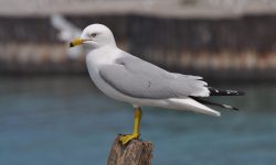 Birdwatching in Michigan: A Close Look at 31 Gull Species