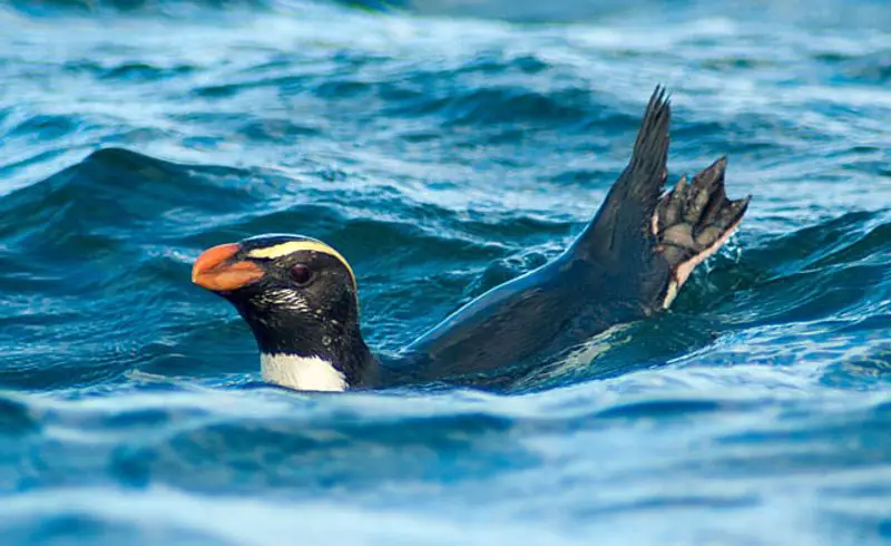 18 Species of Penguins in the World