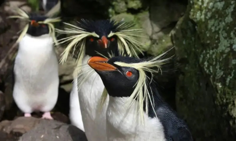18 Species of Penguins in the World