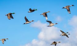 How Do Ducks Migrate Thousands of Miles Every Year?