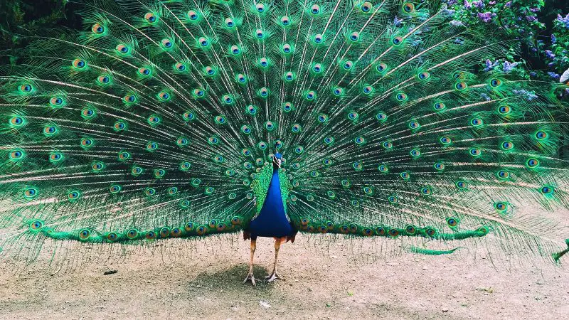 Why Do Peacocks Have Such Beautiful Tails