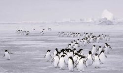 Why Penguins Migrate Long Distances
