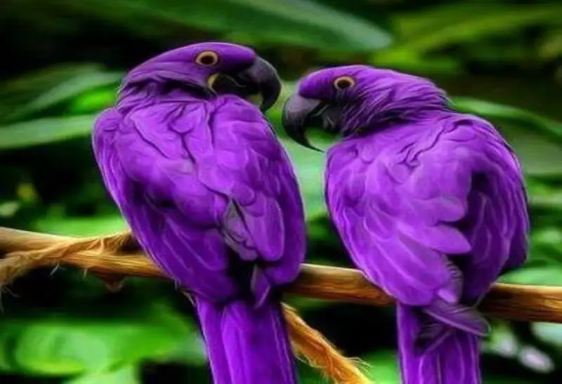 How to Care for Purple Parrots: Diet, Habitat, and Personality