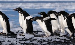 How Penguins Survive Extreme Cold