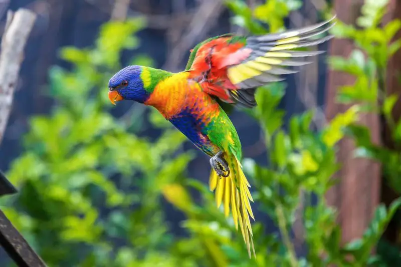 How to Care for Purple Parrots: Diet, Habitat, and Personality