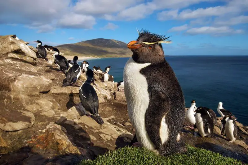 18 Species of Penguins in the World