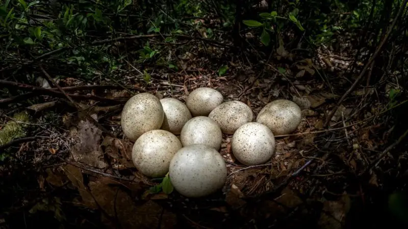 The Life Cycle of a Wild Turkey