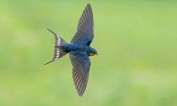Wings of Summer: 7 Swallows Bringing Life to Michigan’s Skies