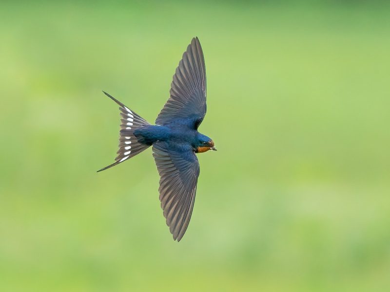  7 Swallows Bringing Life to Michigan’s Skies