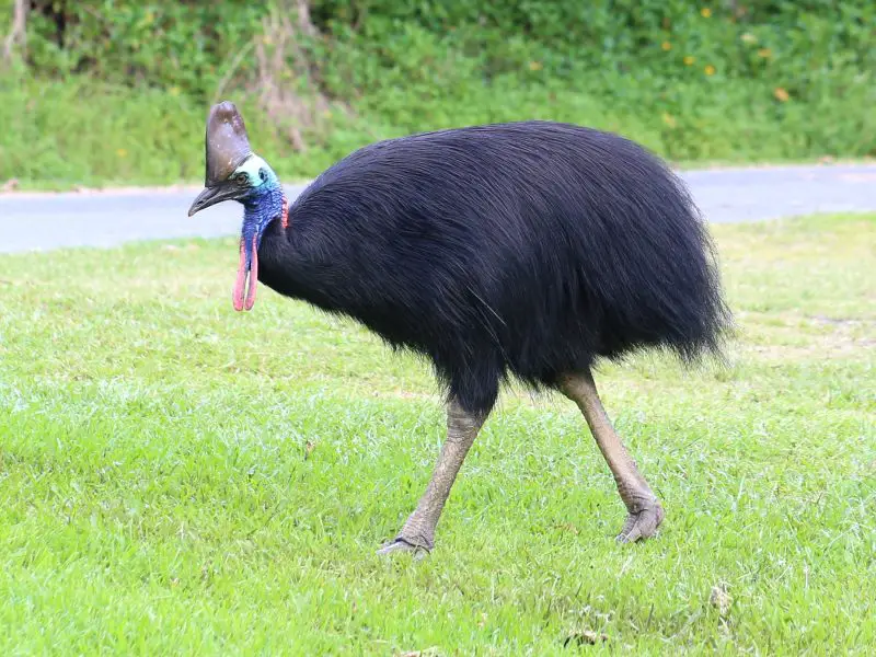 15 of the Most Dangerous Birds in the World!