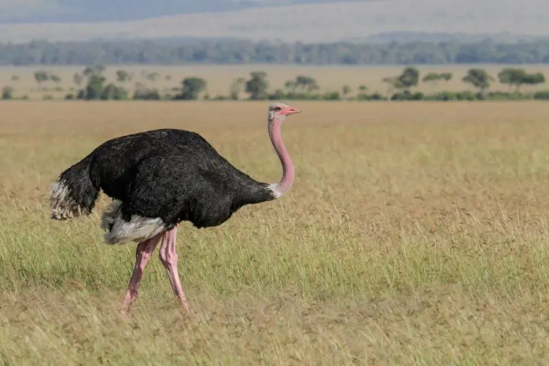 10 Ostrich Species: From Fossils to the Fastest Bird Alive