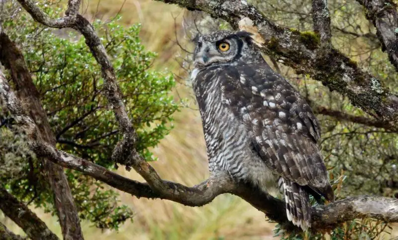 Owls in Nevada
