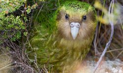 15 of the Longest Living Birds on Earth (with pictures)