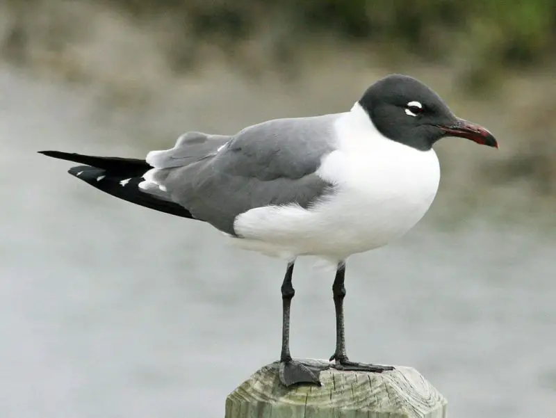 23 Gull Species in Texas