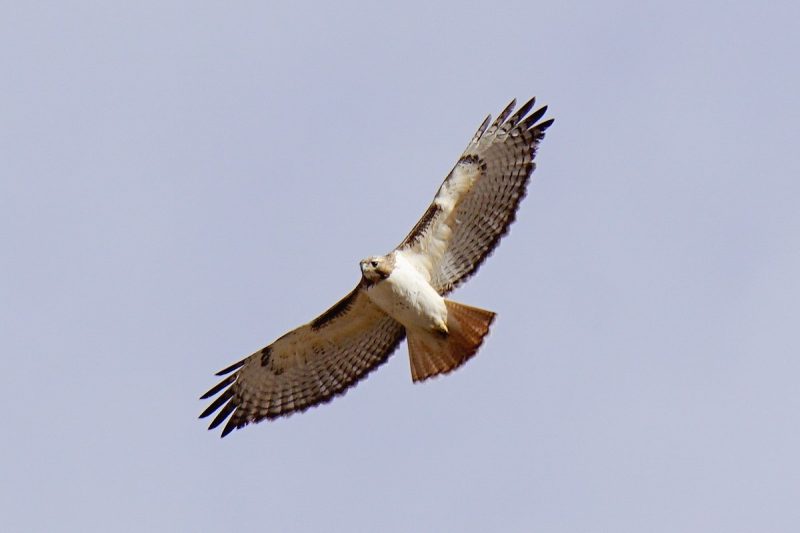8 Species of Hawks in South Carolina