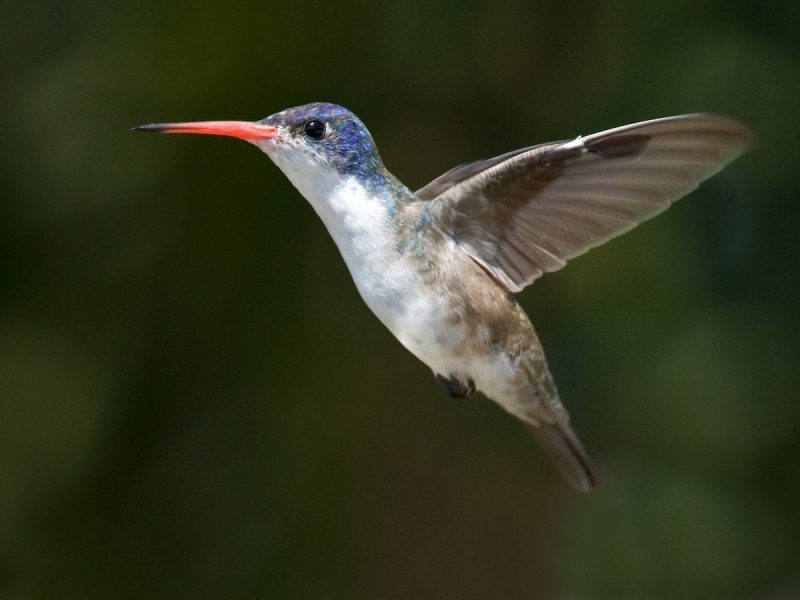 10 Stunning Birds with Purple Heads