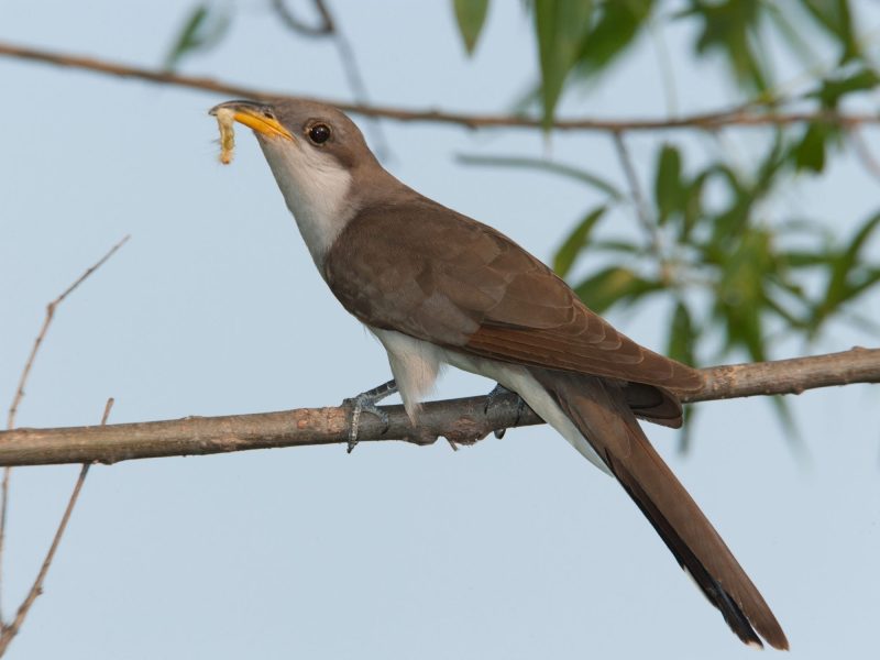 7 Cuckoo Species in Texas