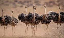 10 Ostrich Species: From Fossils to the Fastest Bird Alive