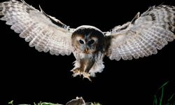 10 Prey Animals Owls Can’t Resist (With Hunting Facts)