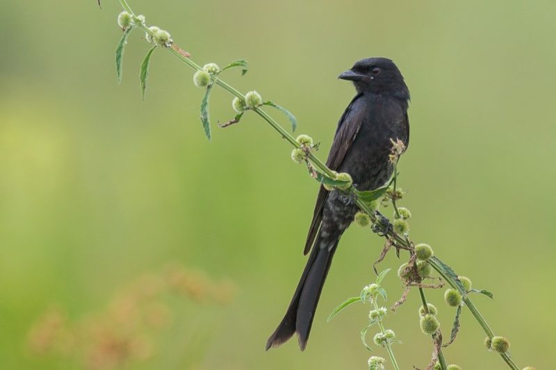 15 Birds Like Crows 