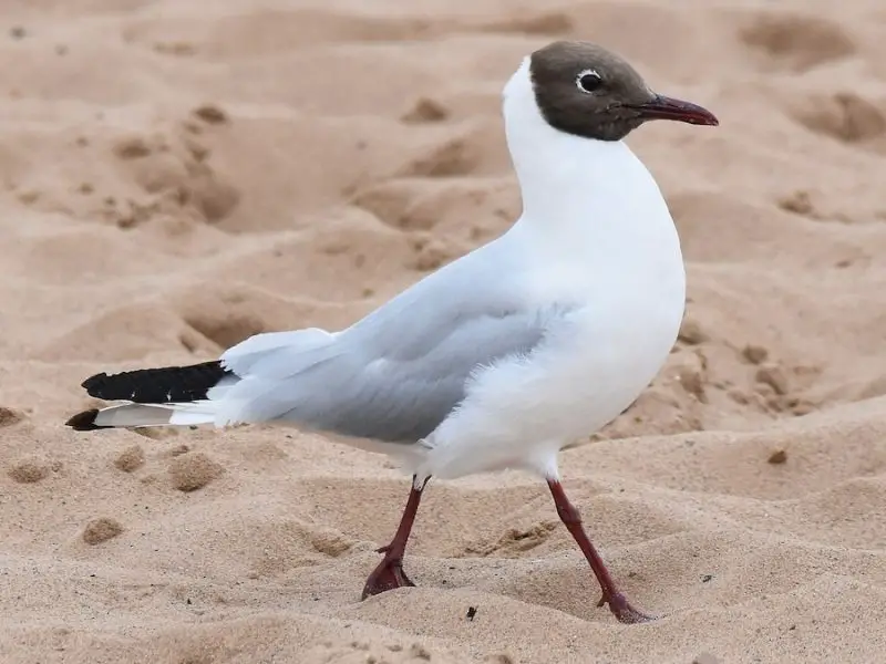 23 Gull Species in Texas