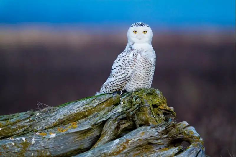 15 of the Most Dangerous Birds in the World!